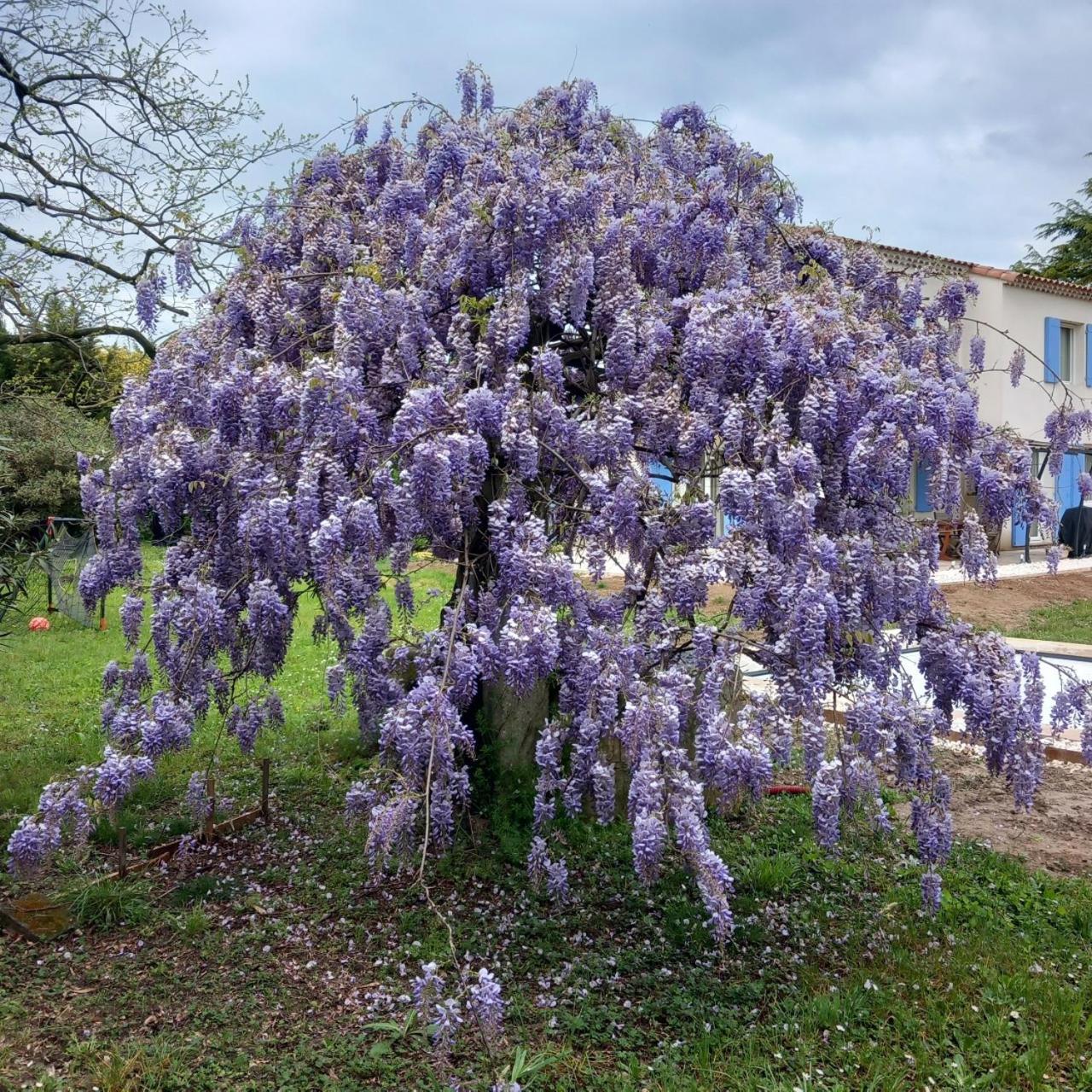 Le Petit Mas Des Alpilles En Provence Villa Saint-Étienne-du-Grès Exterior foto